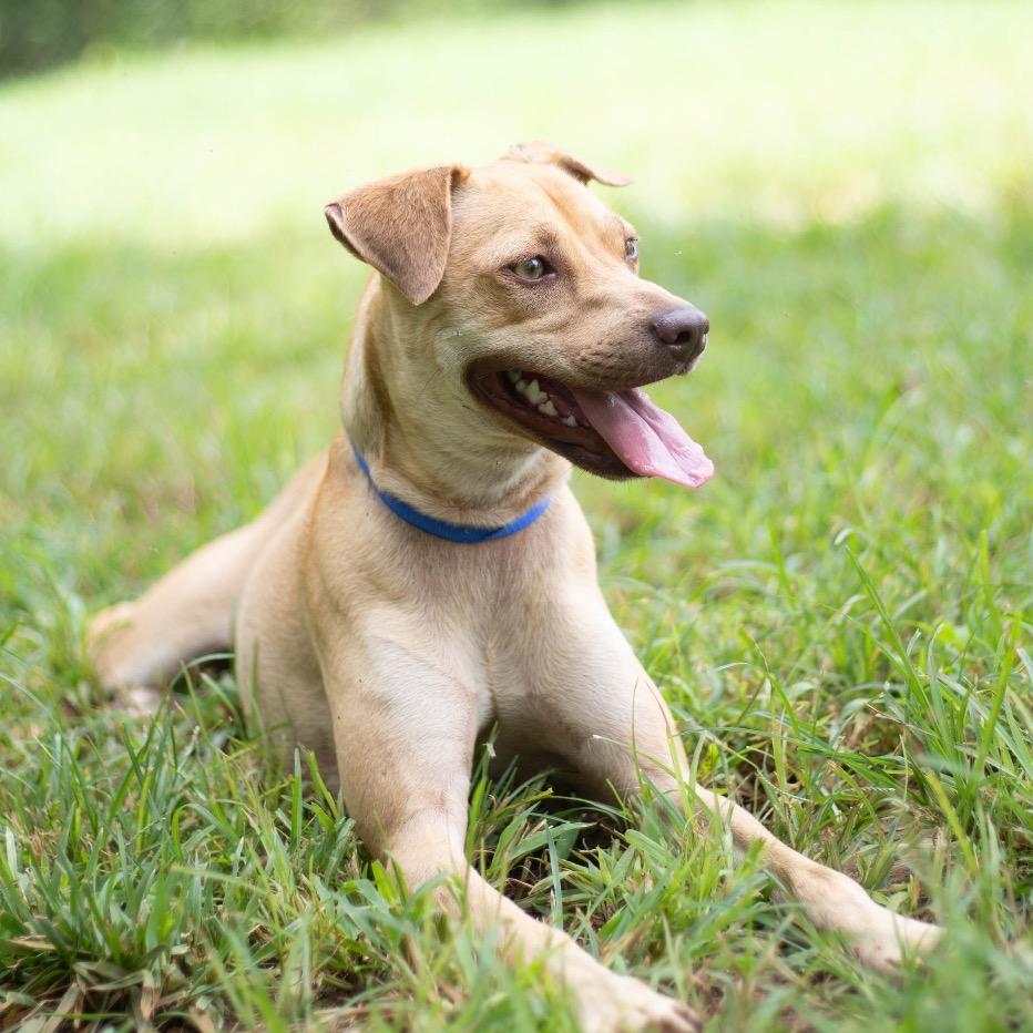 Enlarge Tripp, a Adoptable mixed breed in Brownsboro, AL image 3/6