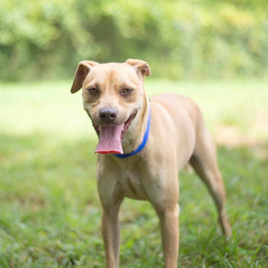 Enlarge Tripp, a Adoptable mixed breed in Brownsboro, AL image 4/6