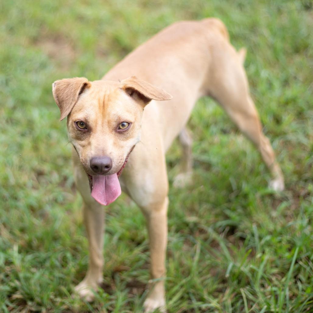 Enlarge Tripp, a Adoptable mixed breed in Brownsboro, AL image 5/6