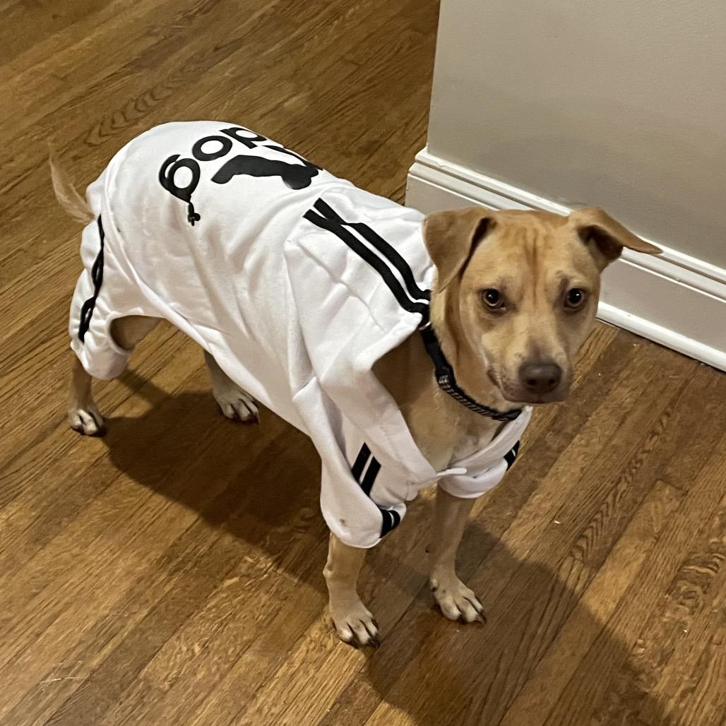 Enlarge Tripp, a Adoptable mixed breed in Brownsboro, AL image 6/6