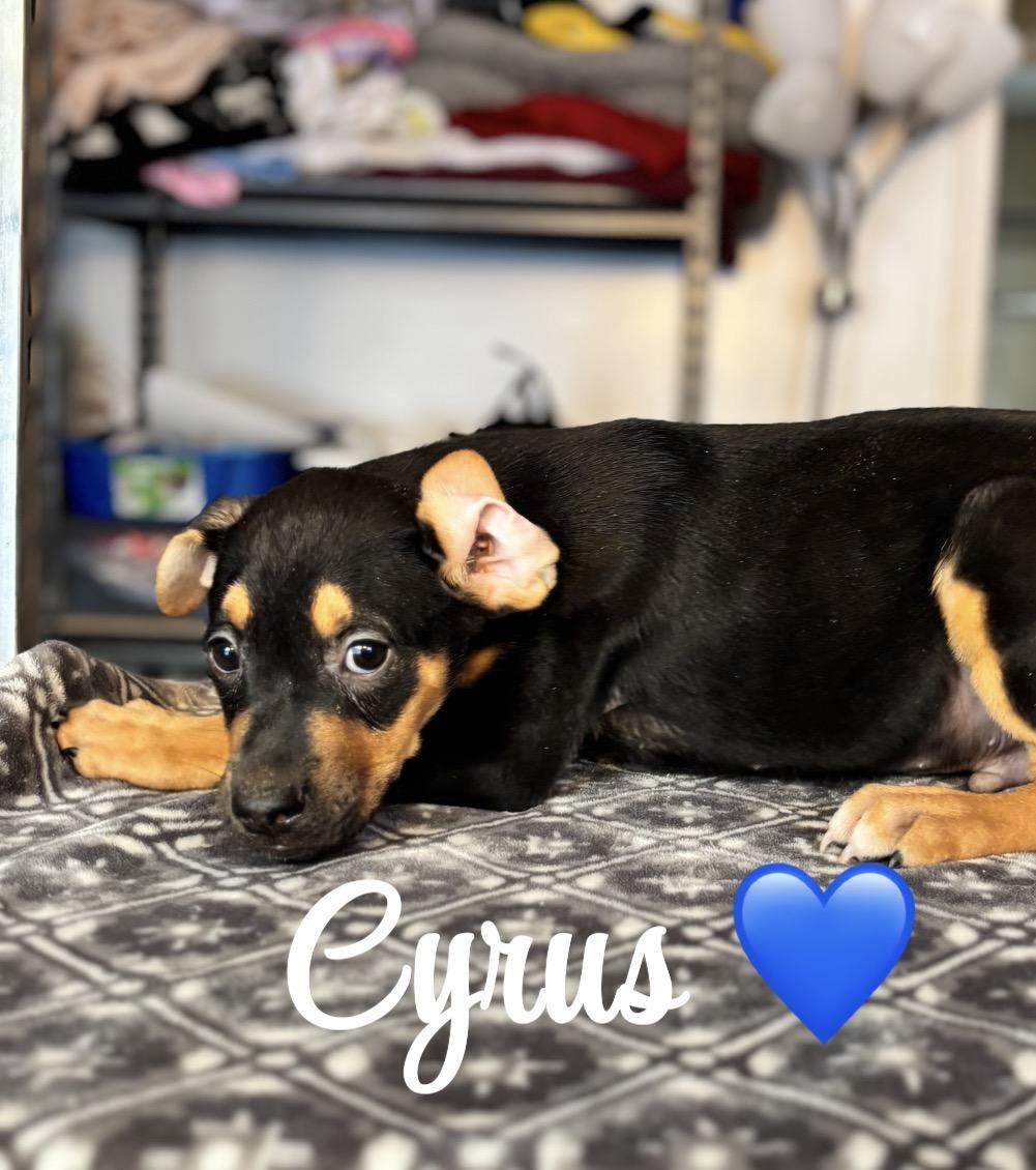 Enlarge Cyrus, an adopted mixed breed in Felton, PA image 1/1
