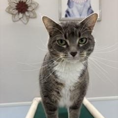Sasha, Adoptable, Adult Female Domestic Short Hair.