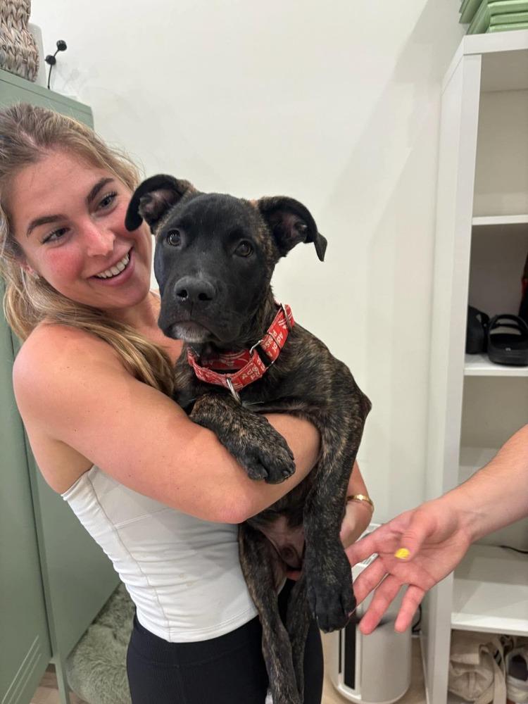 Enlarge Rocky, a Adoptable mixed breed in Valley Stream, NY image 2/6