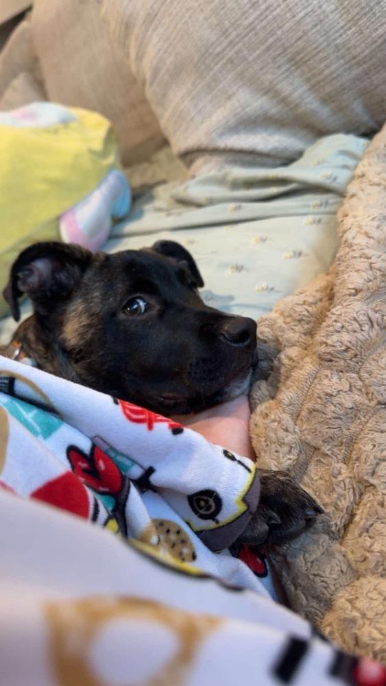 Enlarge Rocky, a Adoptable mixed breed in Valley Stream, NY image 6/6