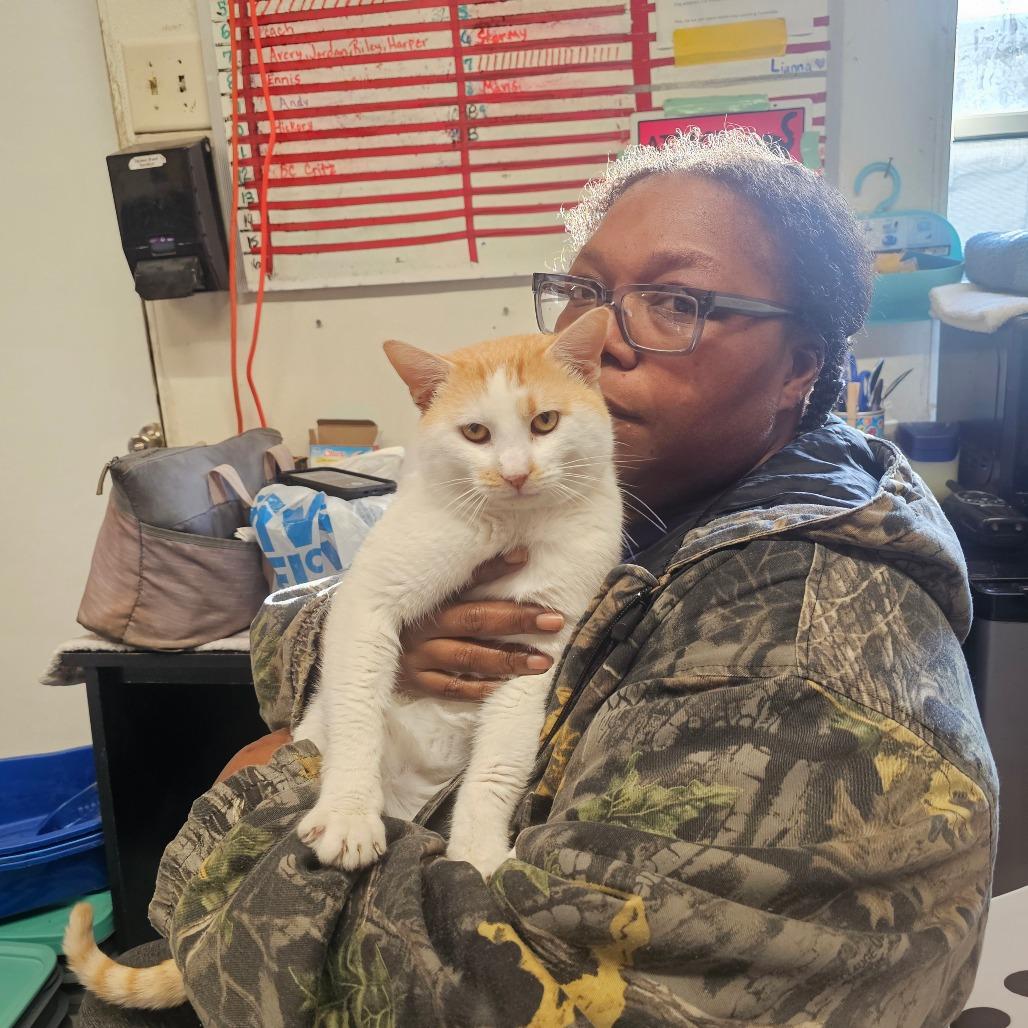 Andy, Adoptable, Young Male Domestic Short Hair.