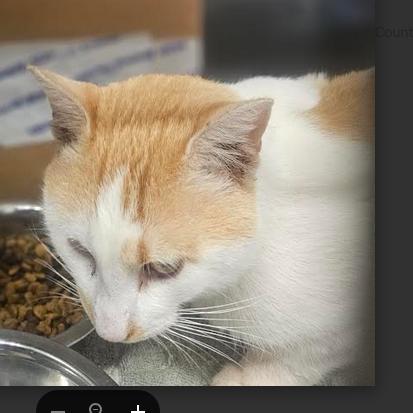 Enlarge Andy, a Adoptable Domestic Short Hair in Starkville, MS image 1/1