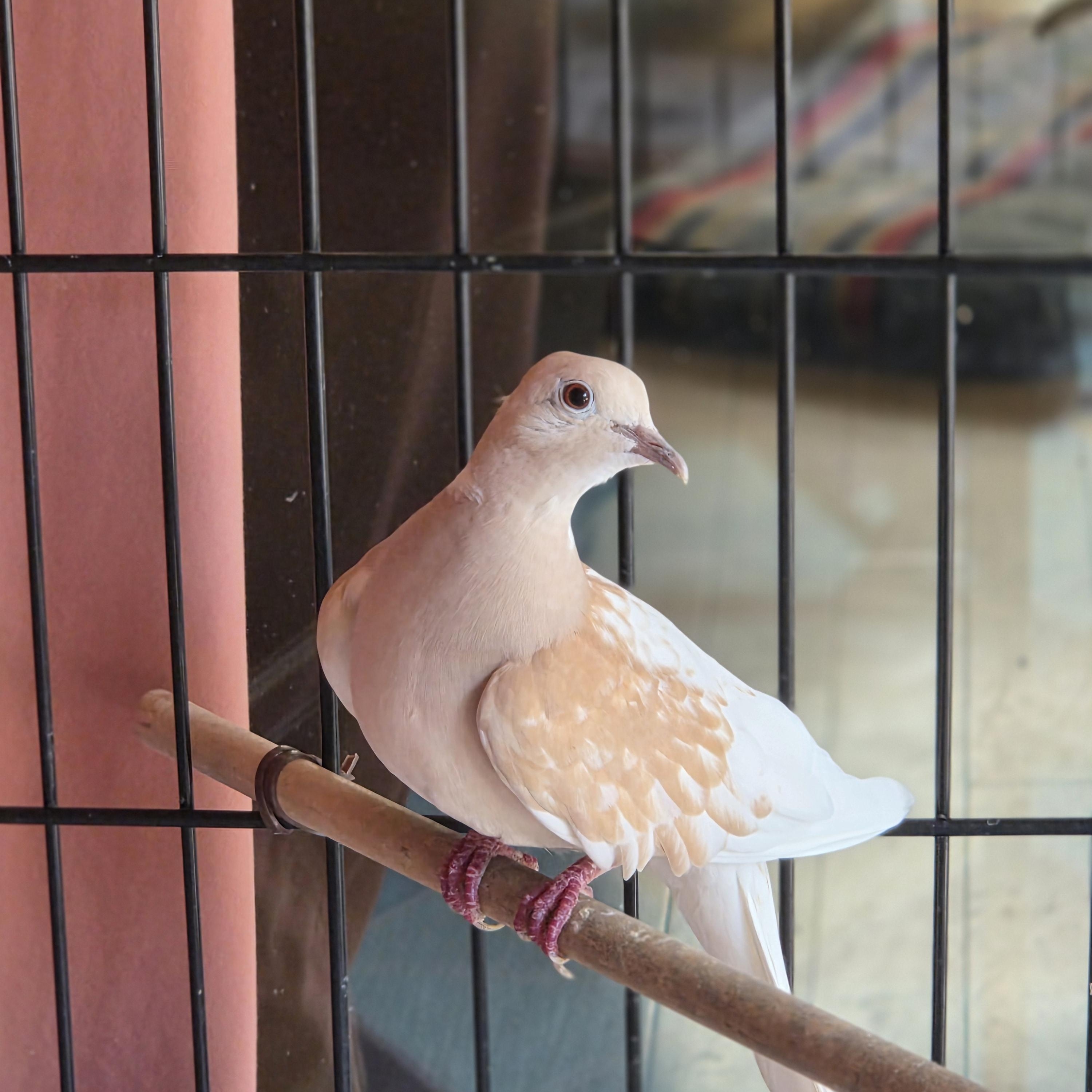 Ring Neck Doves (Pair), Adopted, Adult Female Dove & Pigeon.