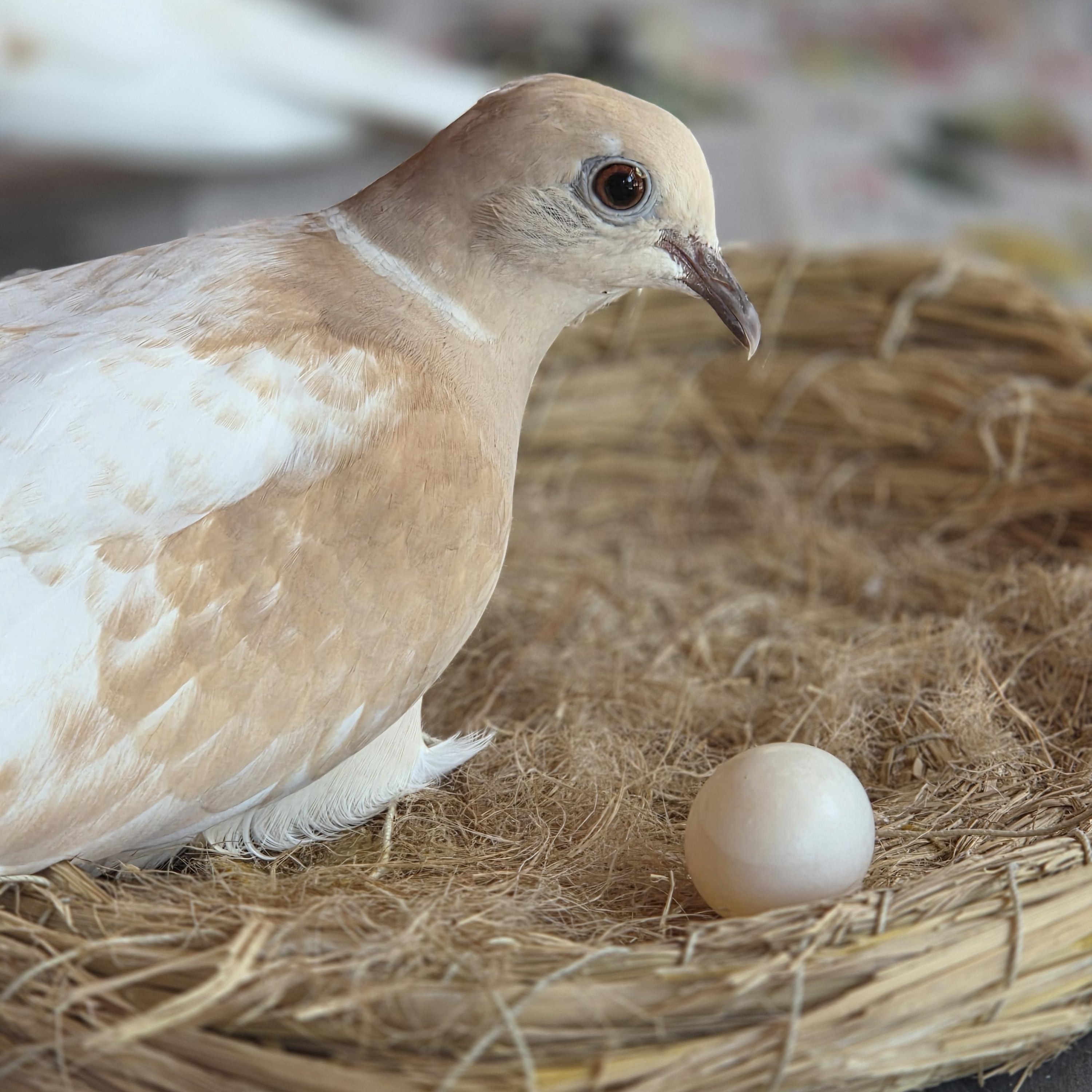 Enlarge Ring Neck Doves (Pair), a Adopted mixed breed in Franklin, NC image 2/4