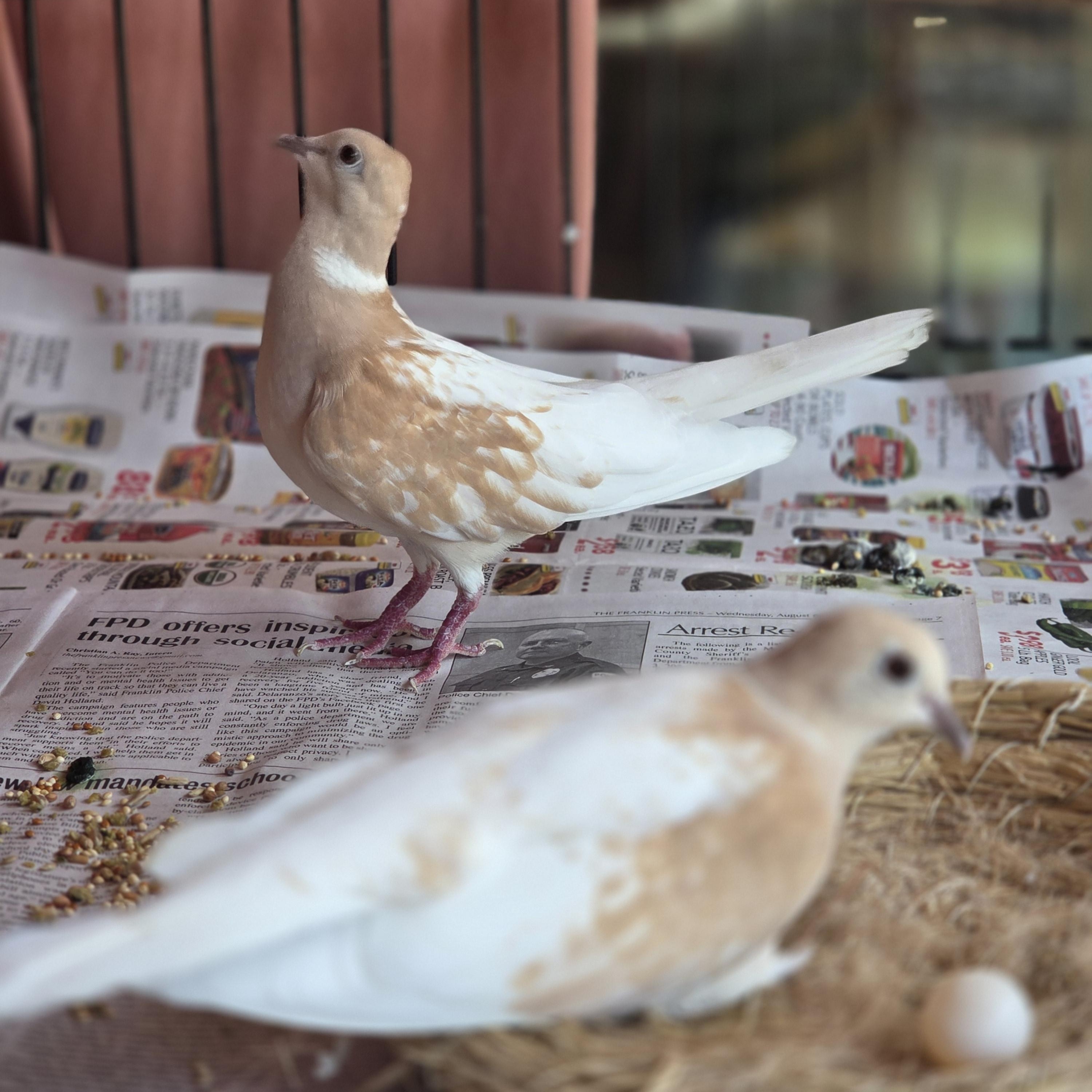 Enlarge Ring Neck Doves (Pair), a Adopted mixed breed in Franklin, NC image 3/4