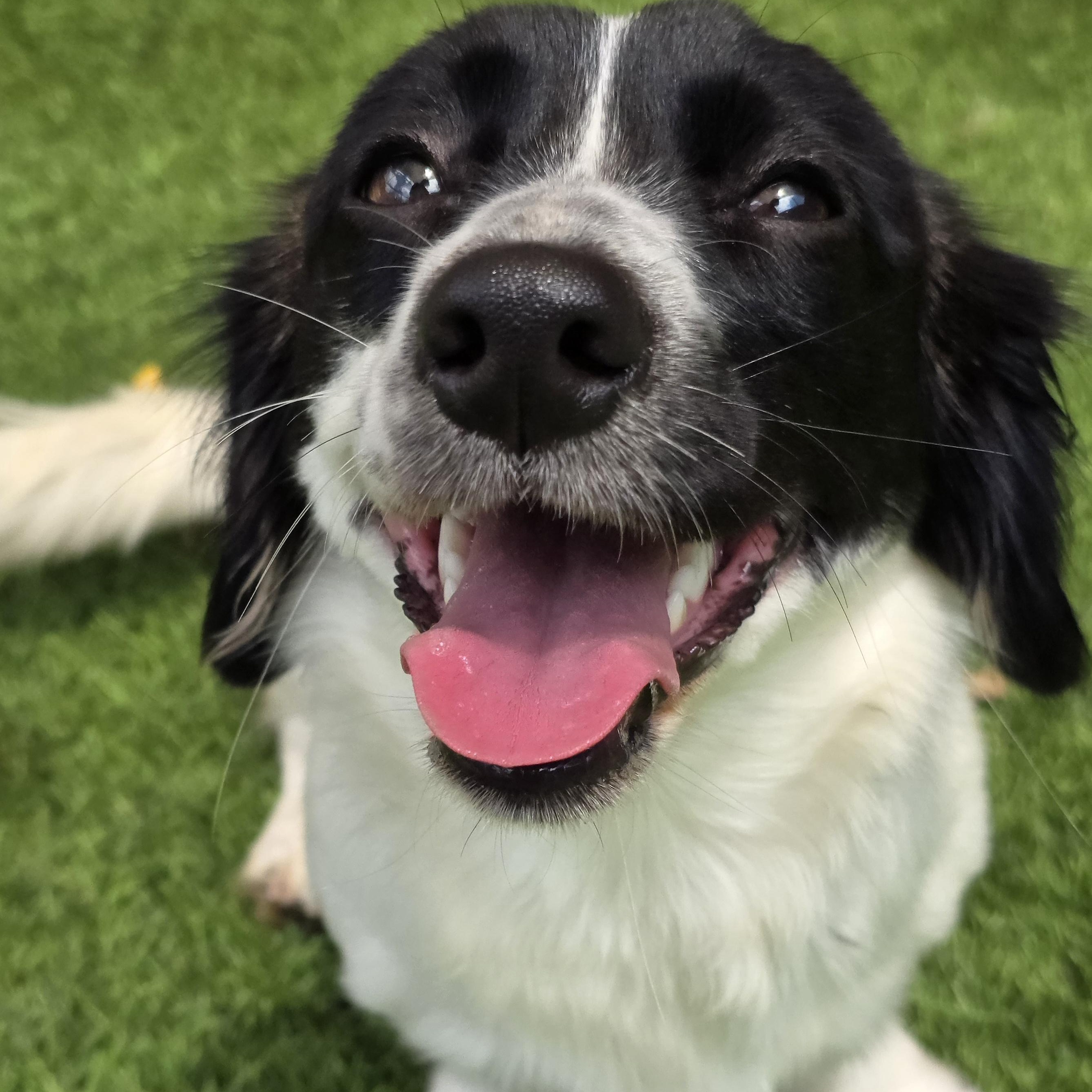 Quinn, ADOPTABLE, Young Female Dachshund (Long Haired).