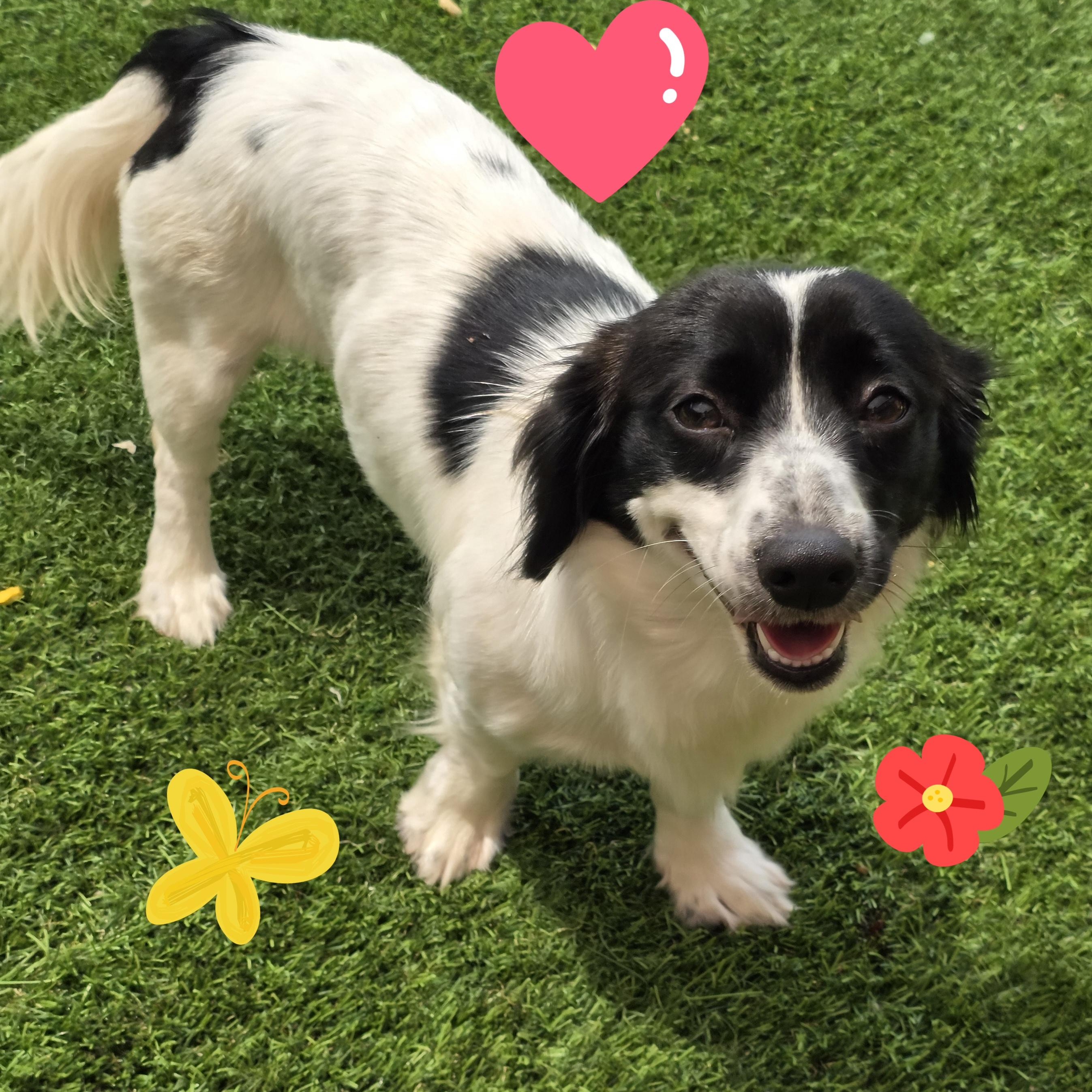 Quinn, a ADOPTABLE mixed breed in Anderson, SC image 3/3