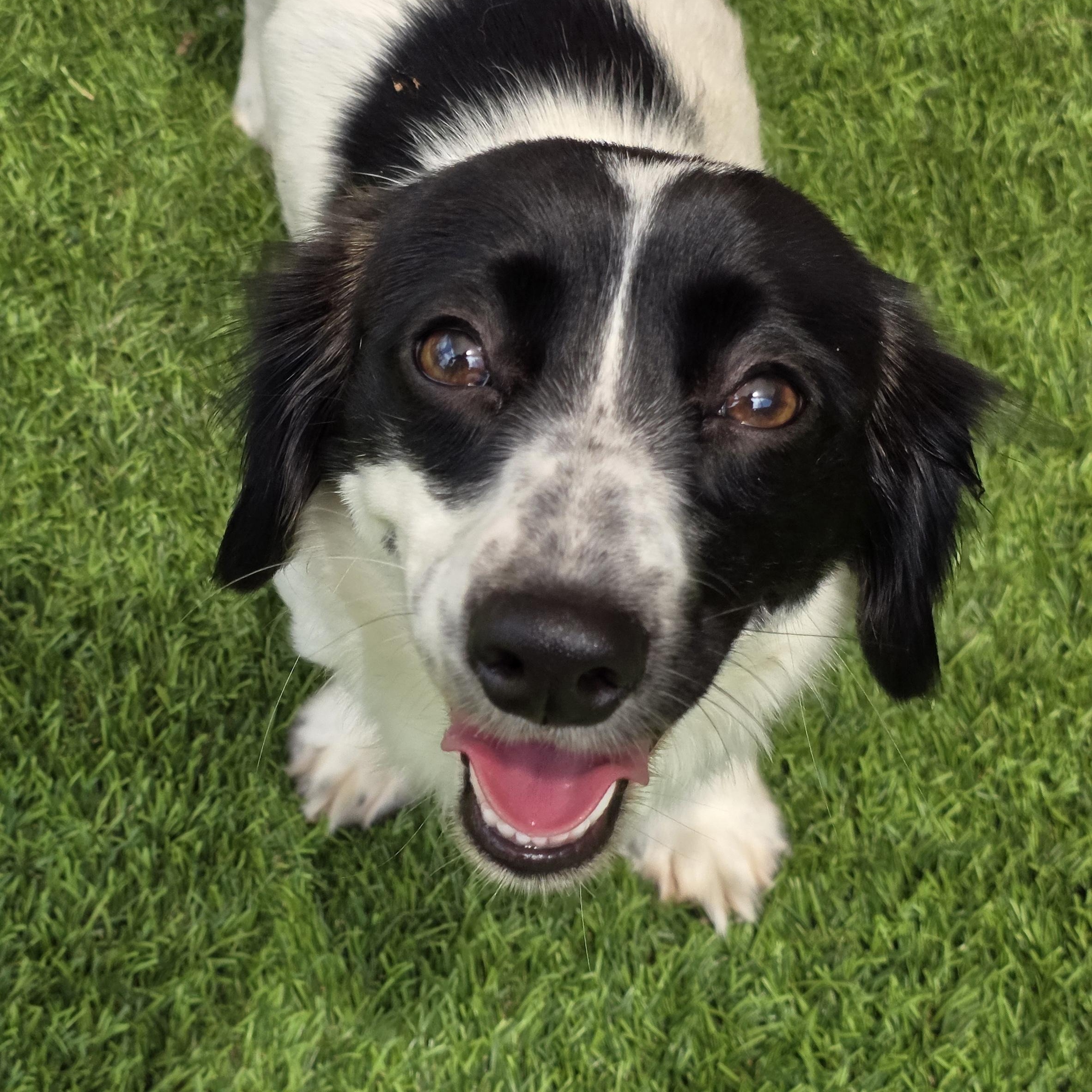 Quinn, a ADOPTABLE mixed breed in Anderson, SC image 2/3