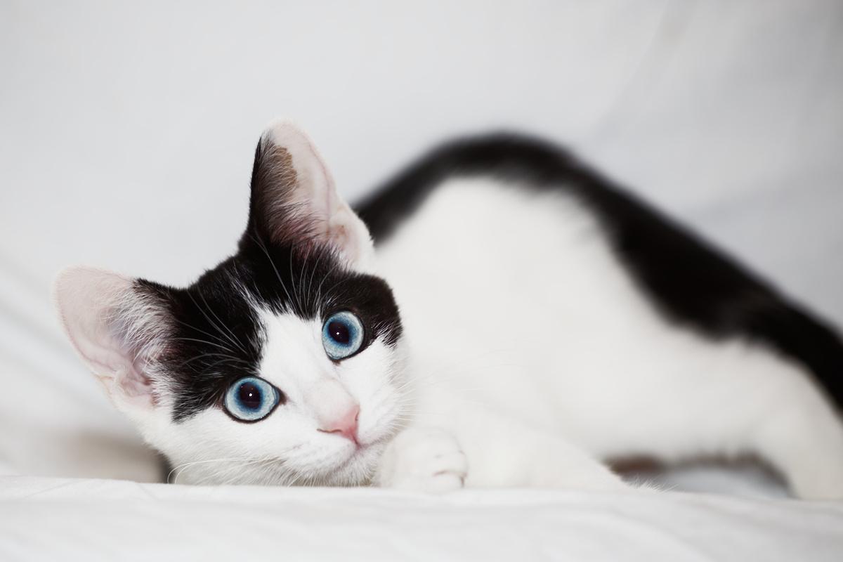 Mabel, a Adoptable Domestic Short Hair in Washburn, WI image 1/2