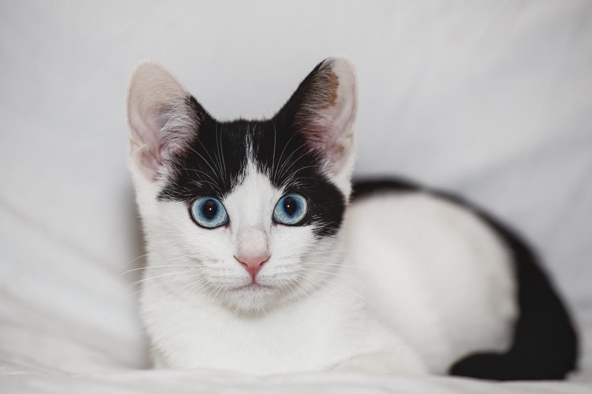 Mabel, a Adoptable Domestic Short Hair in Washburn, WI image 2/2