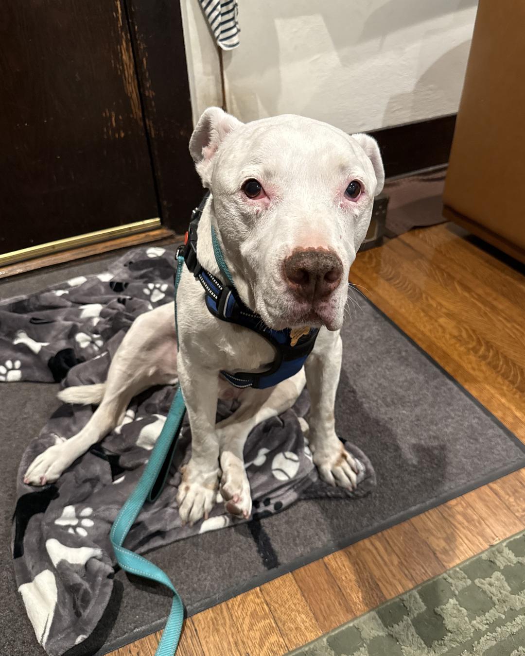 Howie, a Adoptable Pit Bull Terrier in Long Beach, CA image 2/5