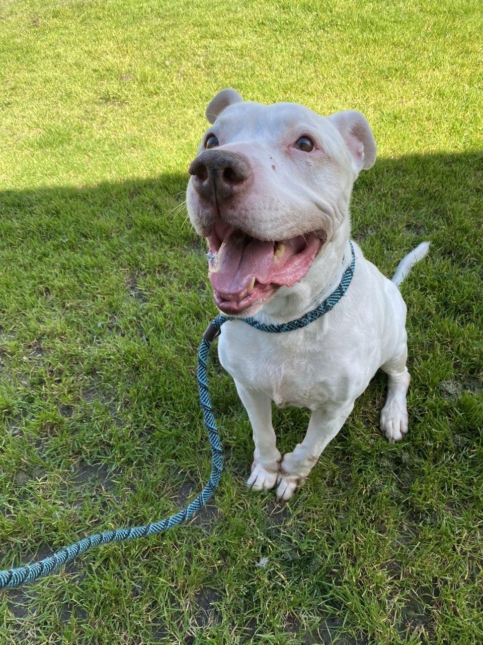 Howie, Adoptable, Senior Male Pit Bull Terrier.