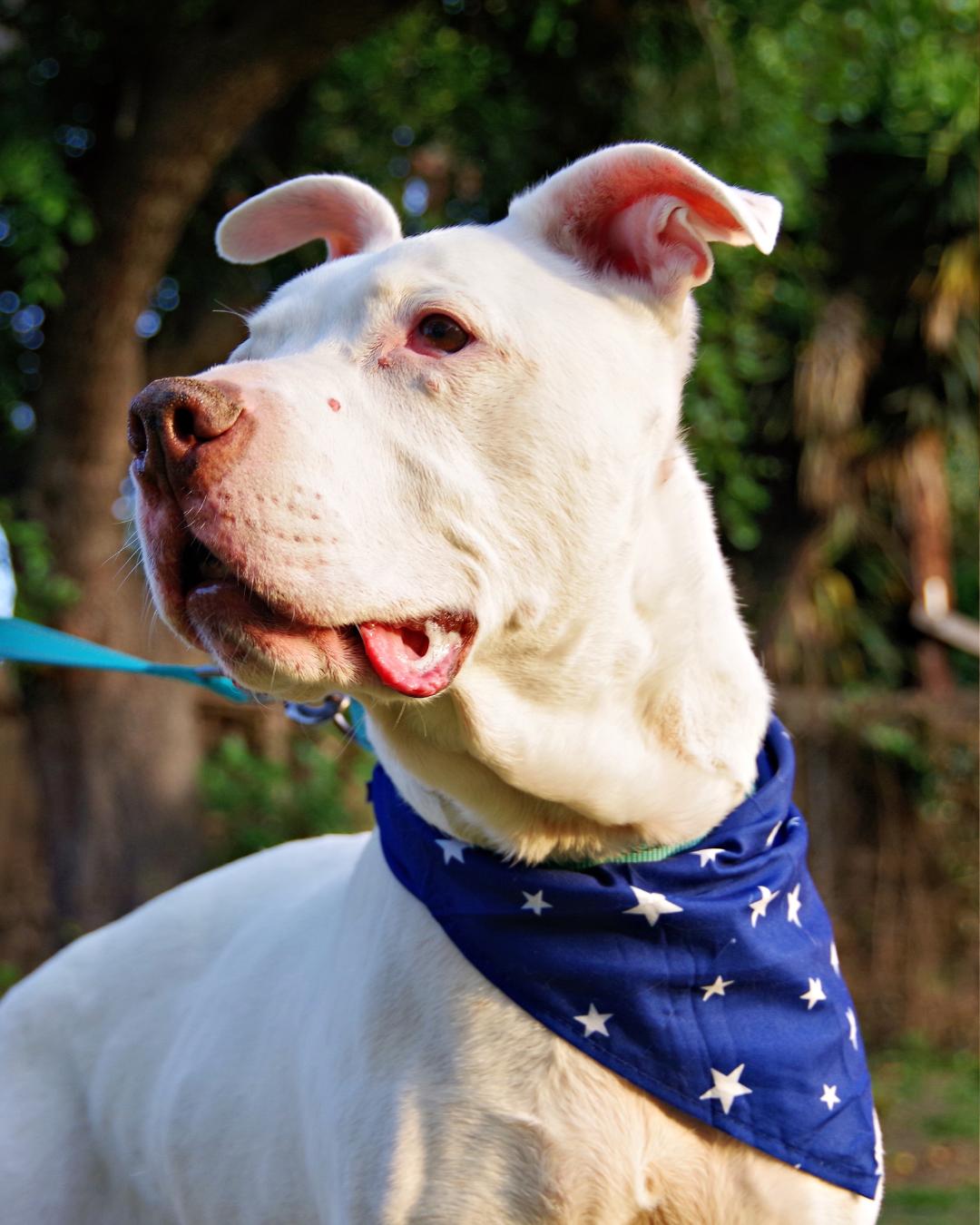 Howie, a Adoptable Pit Bull Terrier in Long Beach, CA image 3/5