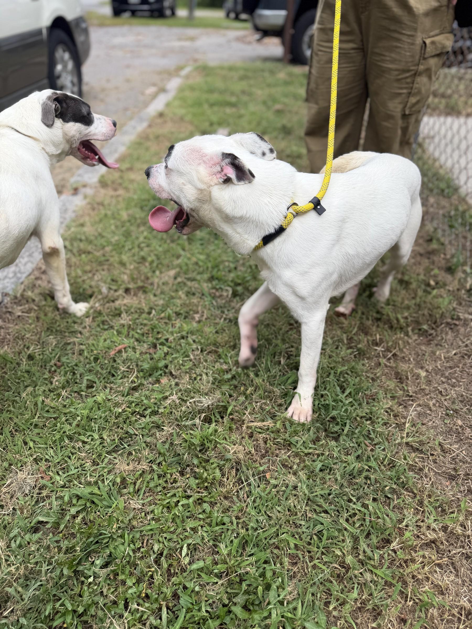 Enlarge Marlin, a Adoptable mixed breed in Petersburg, VA image 4/6