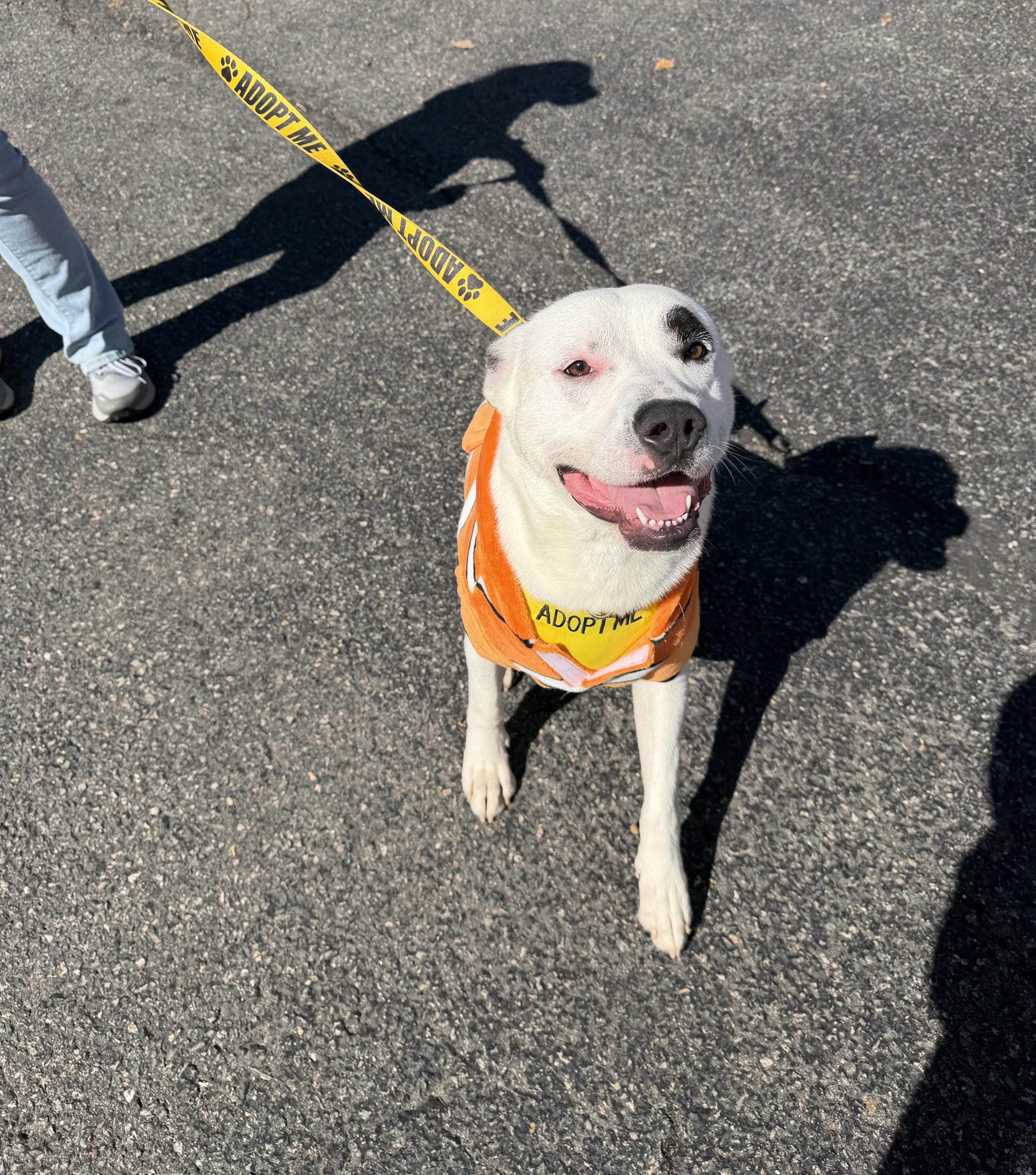 Enlarge Marlin, a Adoptable mixed breed in Petersburg, VA image 6/6