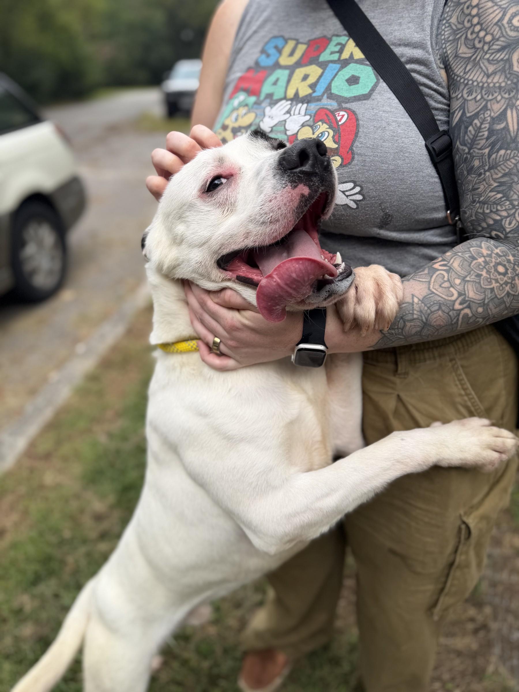 Enlarge Marlin, a Adoptable mixed breed in Petersburg, VA image 5/6