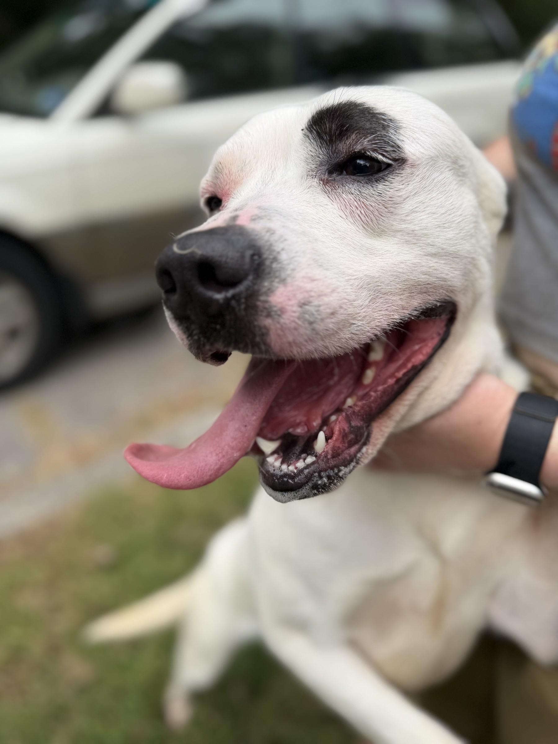 Enlarge Marlin, a Adoptable mixed breed in Petersburg, VA image 5/6
