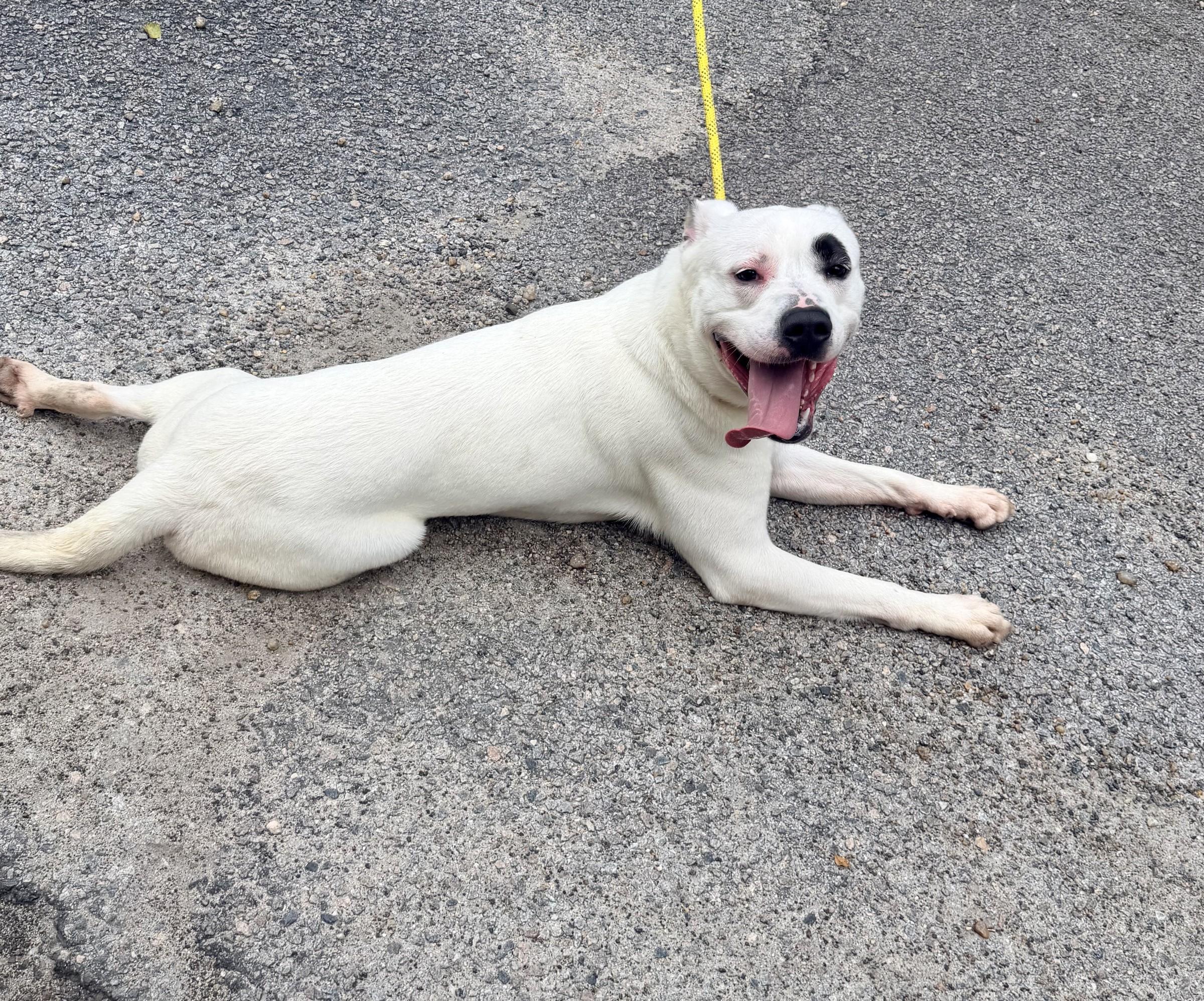 Enlarge Marlin, a Adoptable mixed breed in Petersburg, VA image 6/6