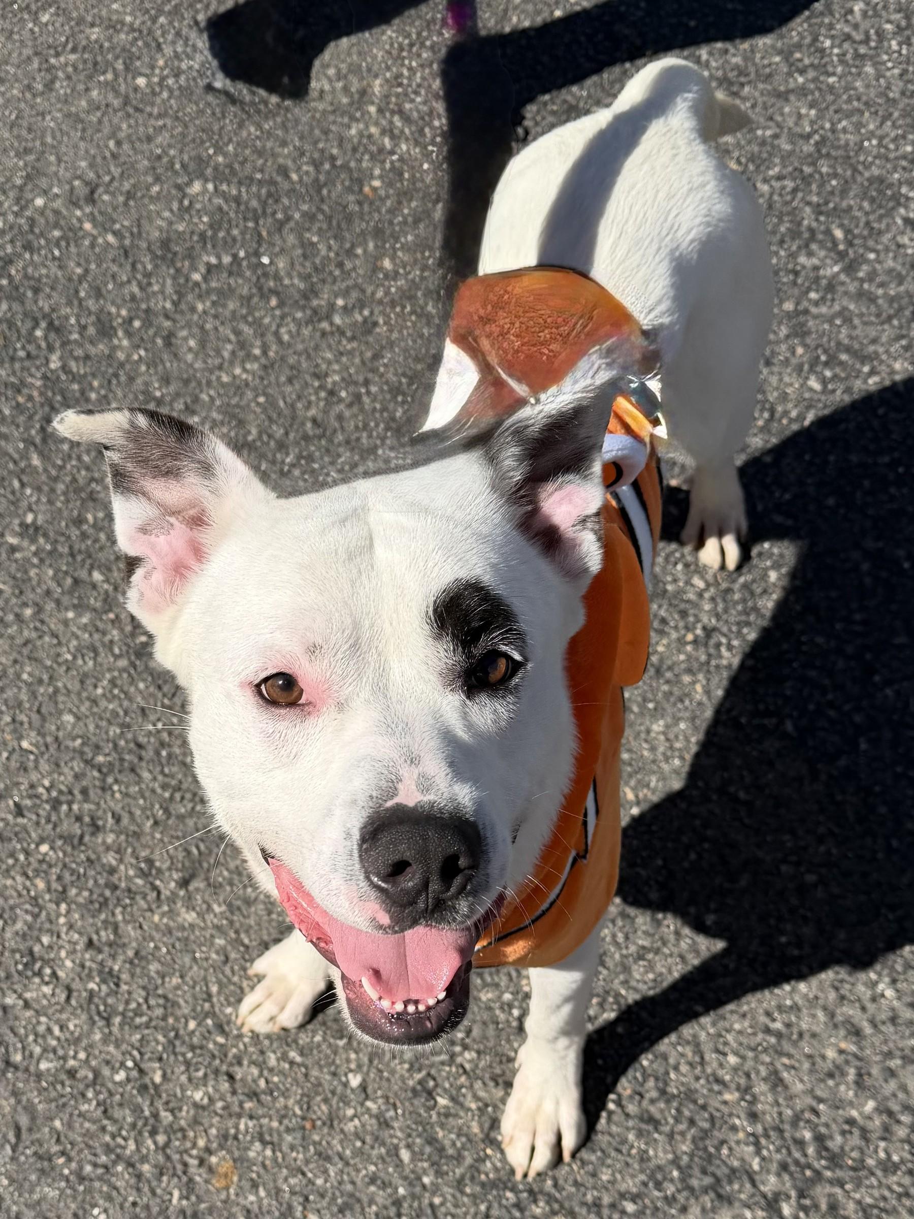 Marlin, Adoptable, Adult Male Pit Bull Terrier & Shepherd.