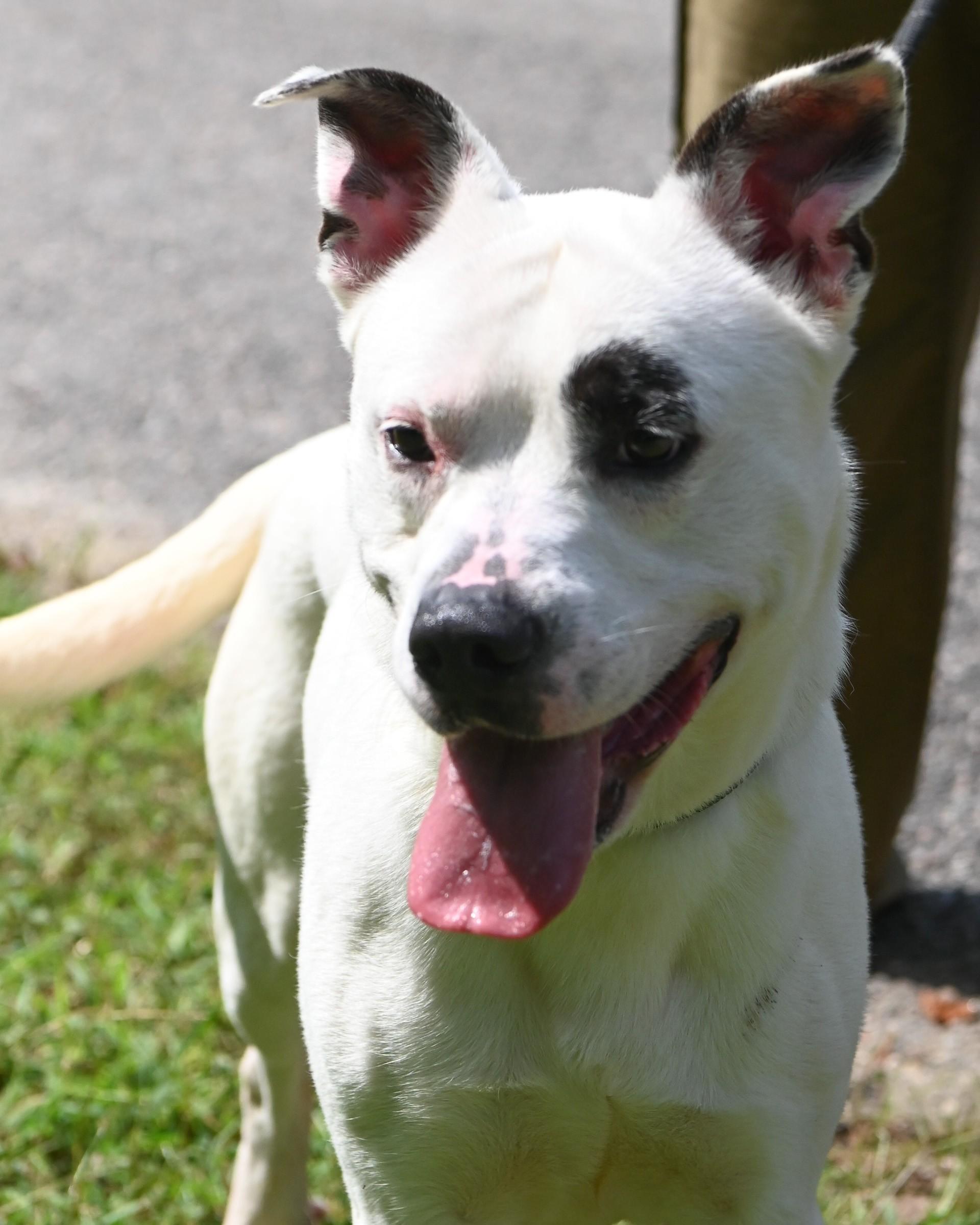 Enlarge Marlin, a Adoptable mixed breed in Petersburg, VA image 3/6