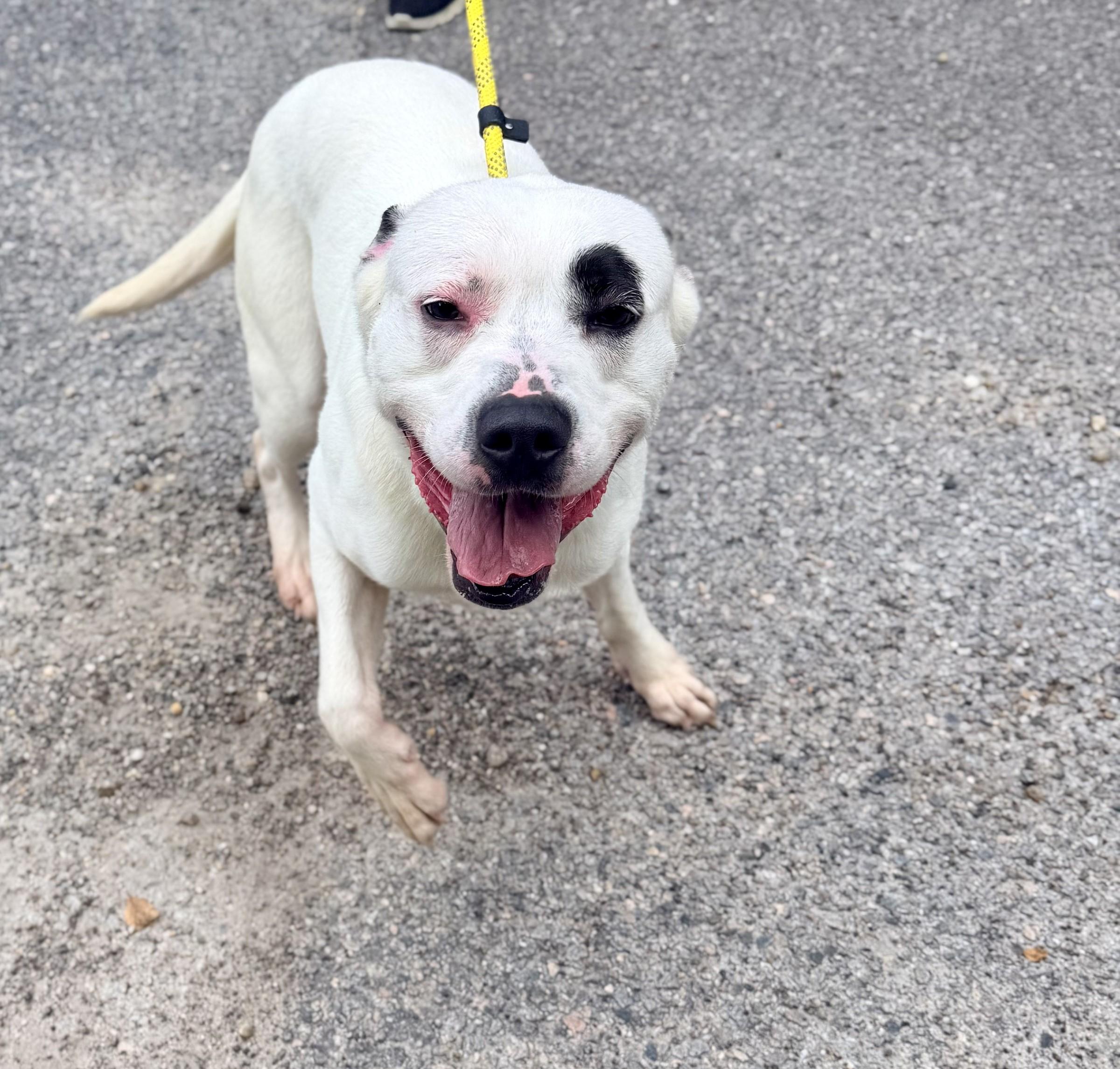 Enlarge Marlin, a Adoptable mixed breed in Petersburg, VA image 2/6