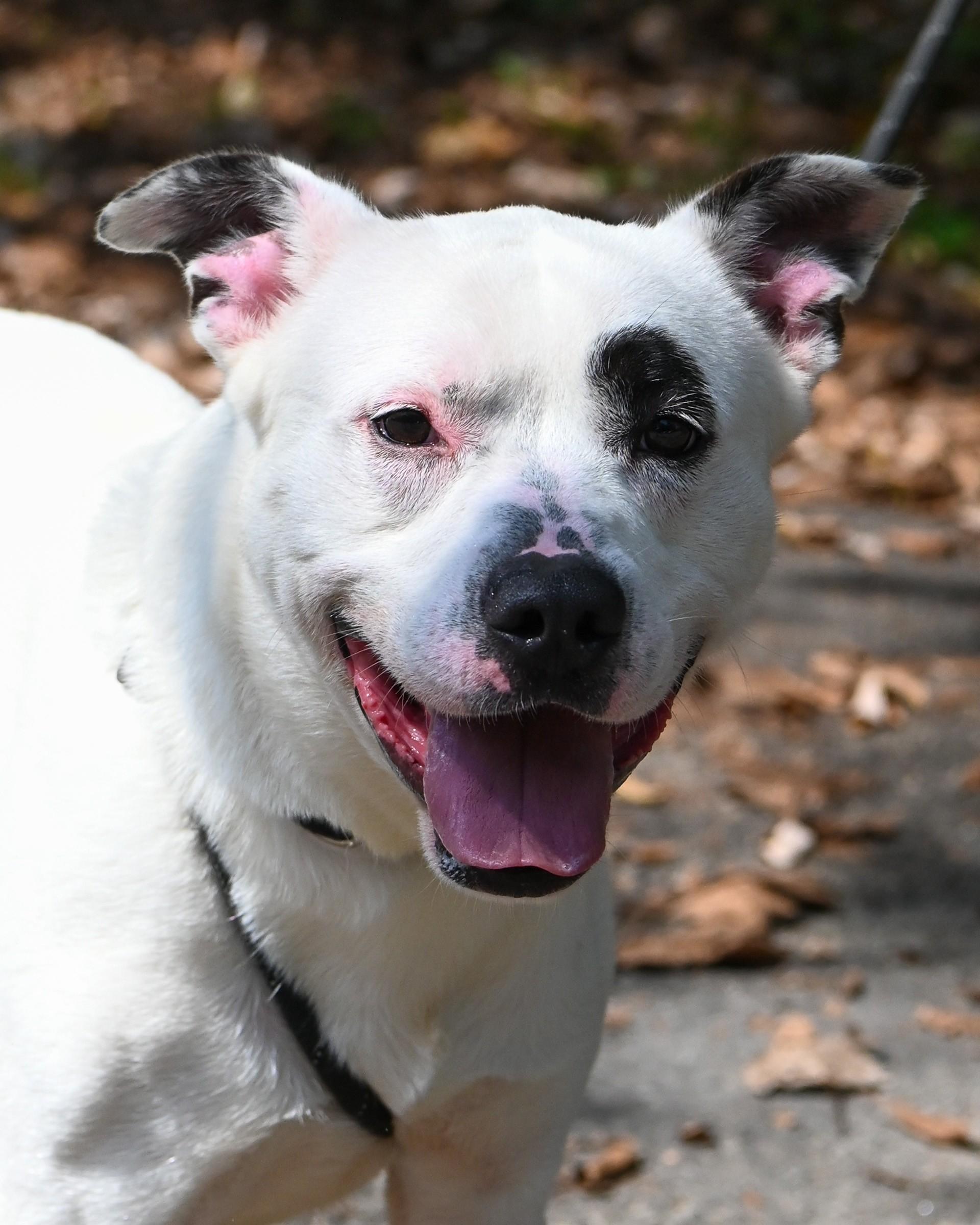 Marlin, Adoptable, Adult Male Pit Bull Terrier & Shepherd.