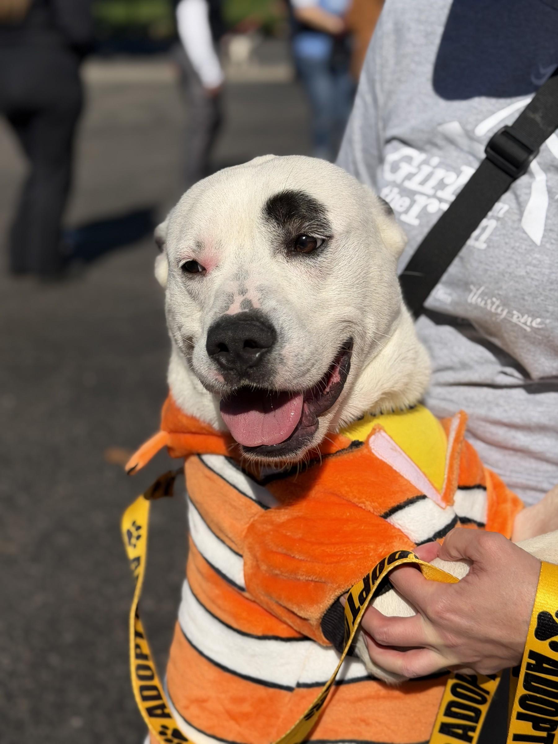 Enlarge Marlin, a Adoptable mixed breed in Petersburg, VA image 2/6