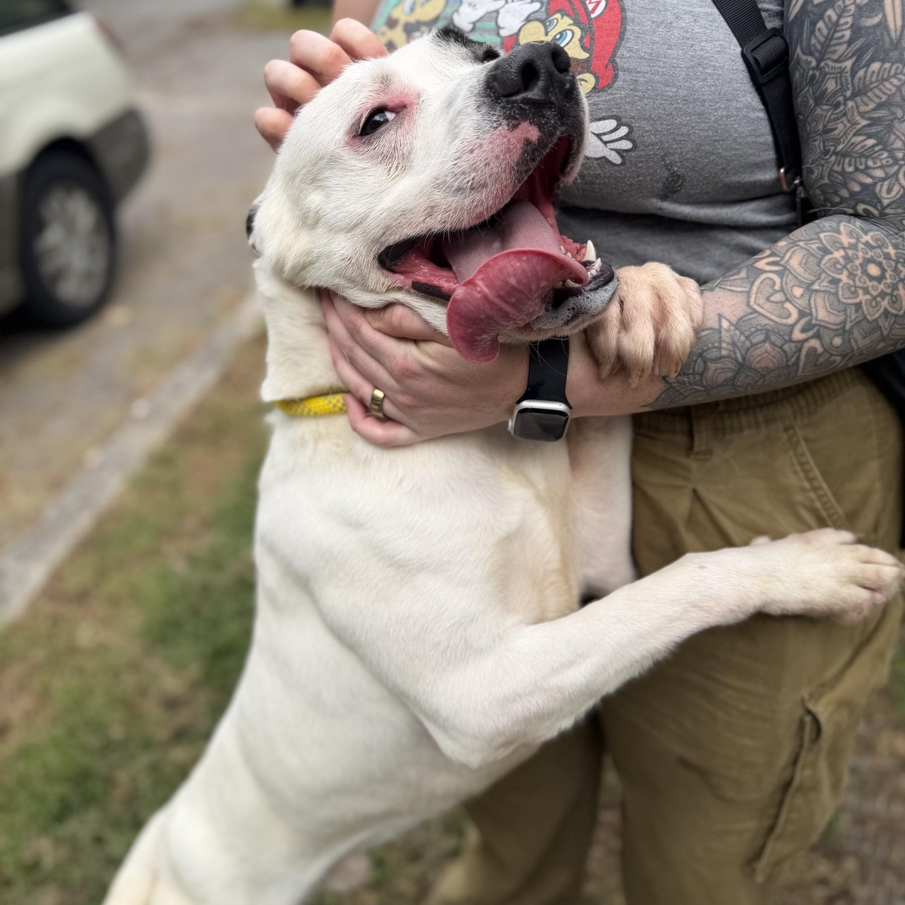 Marlin, Adoptable, Adult Male Pit Bull Terrier & Shepherd.