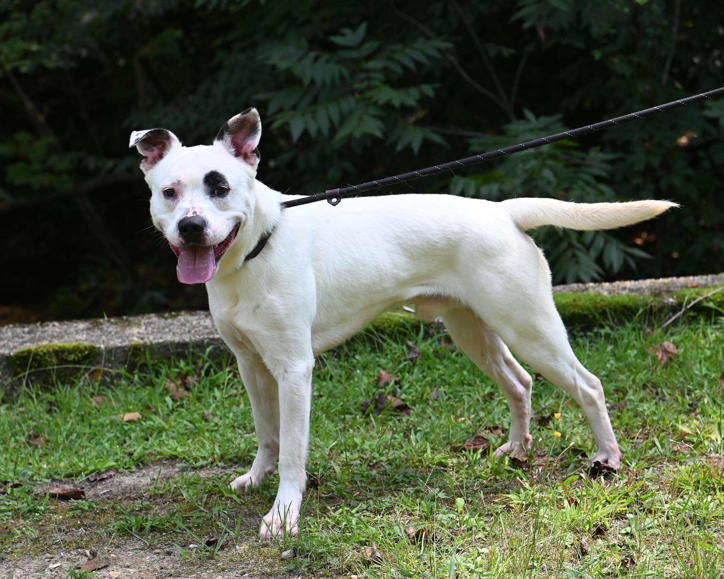 Enlarge Marlin, a Adoptable mixed breed in Petersburg, VA image 3/6