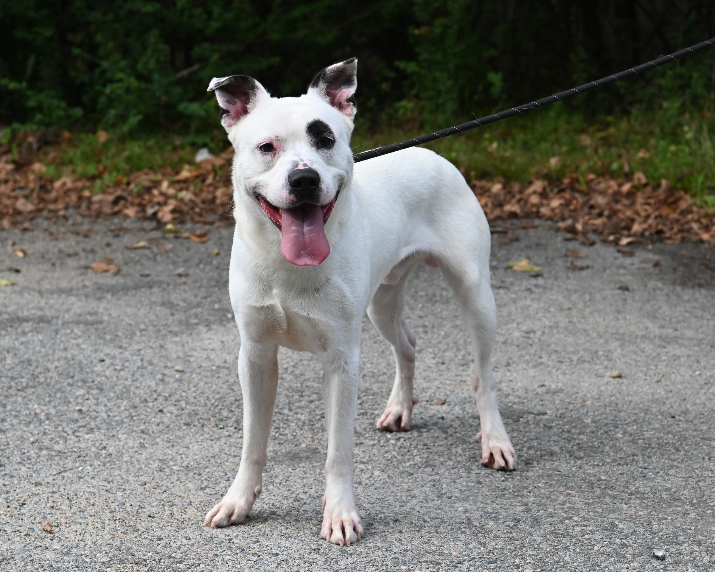 Enlarge Marlin, a Adoptable mixed breed in Petersburg, VA image 4/6