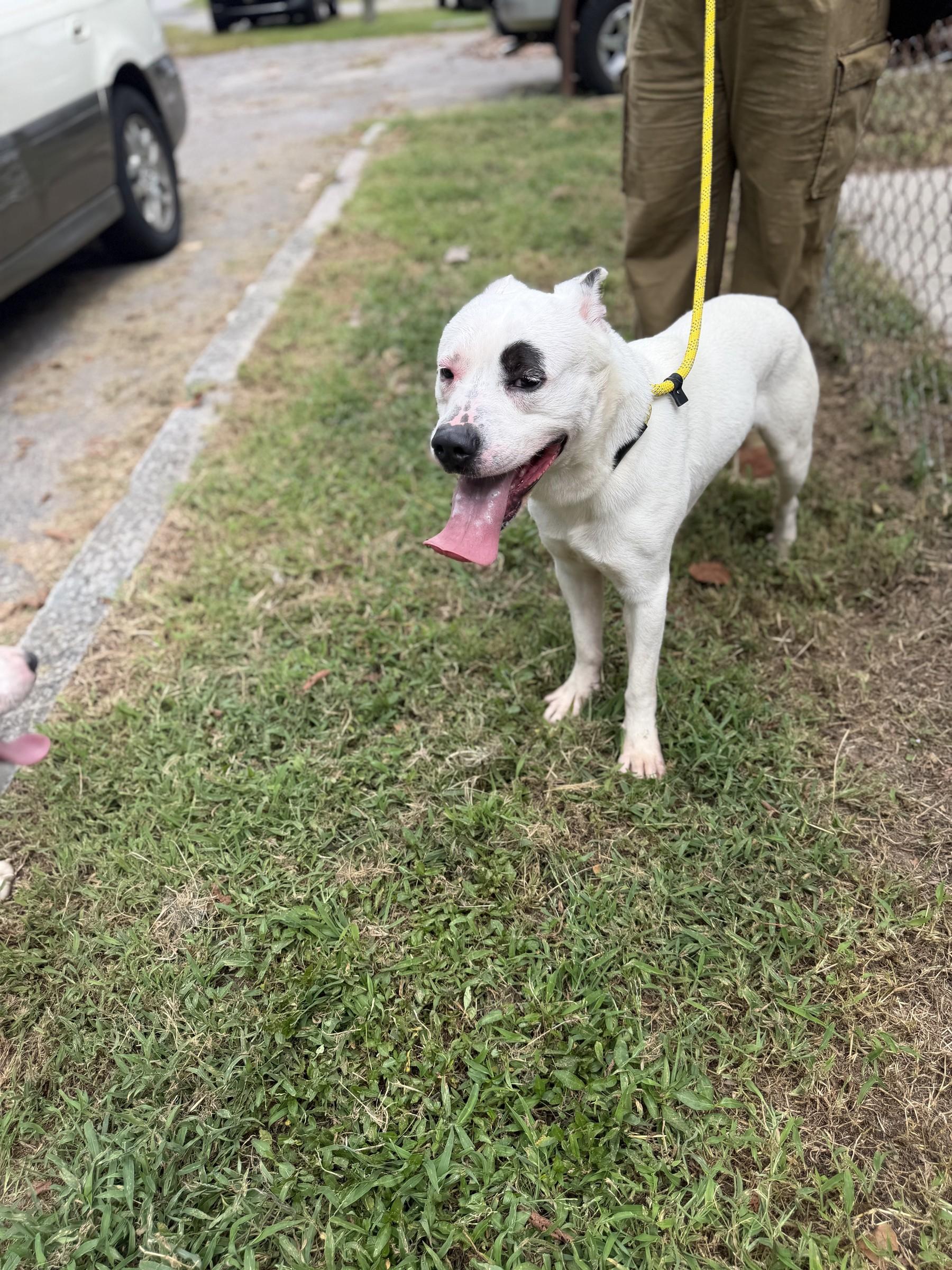 Enlarge Marlin, a Adoptable mixed breed in Petersburg, VA image 3/6