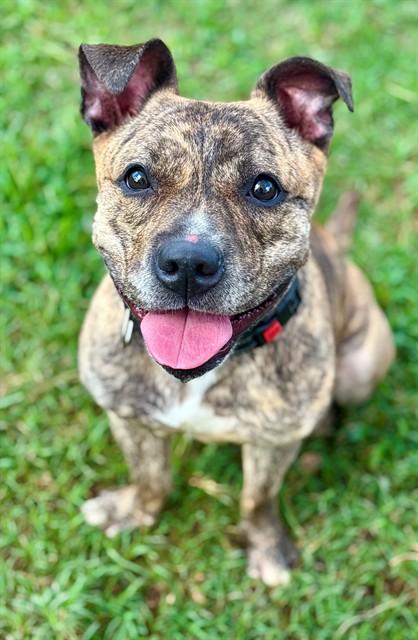 GRETA, Adoptable, Adult Female American Staffordshire Terrier.