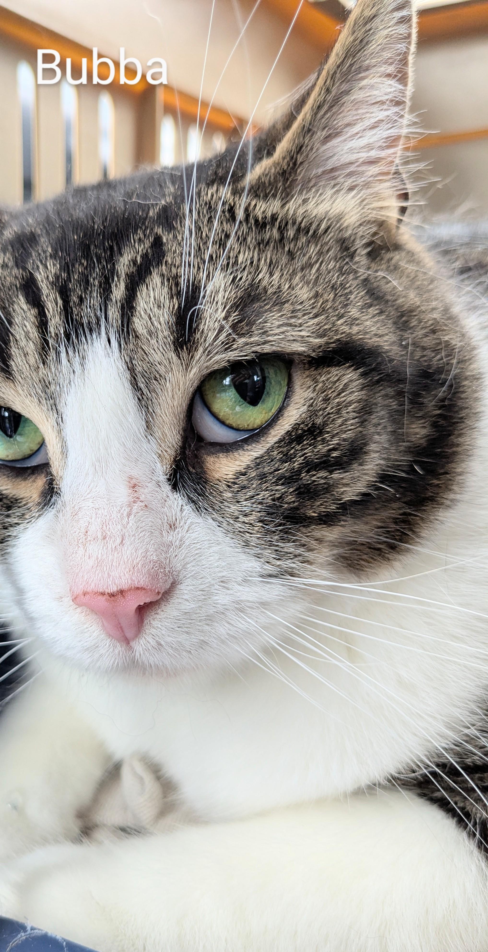 Bubba, Adoptable, Adult Male Domestic Short Hair.