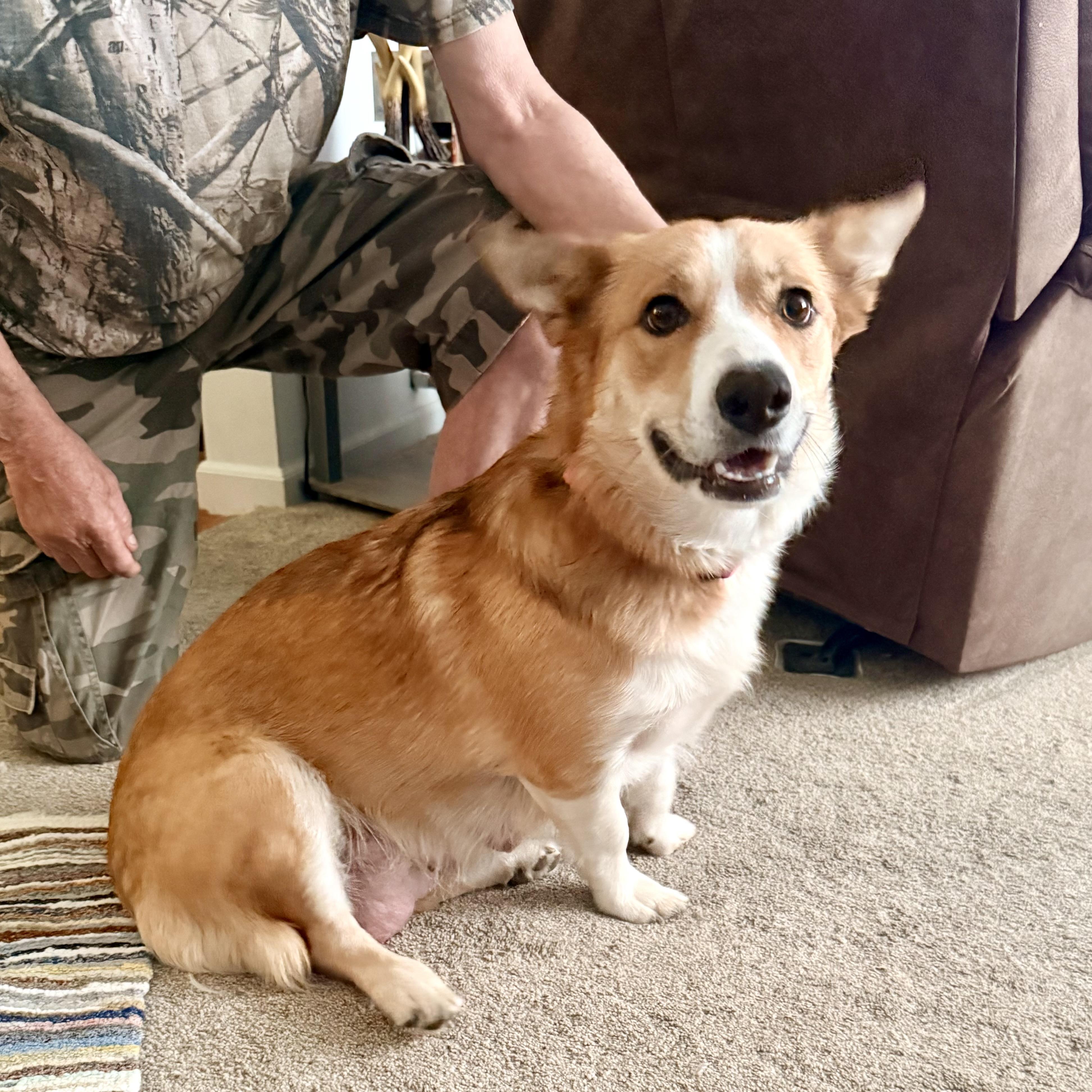 Molly, adopted, Adult Female Corgi & Shetland Sheepdog / Sheltie.