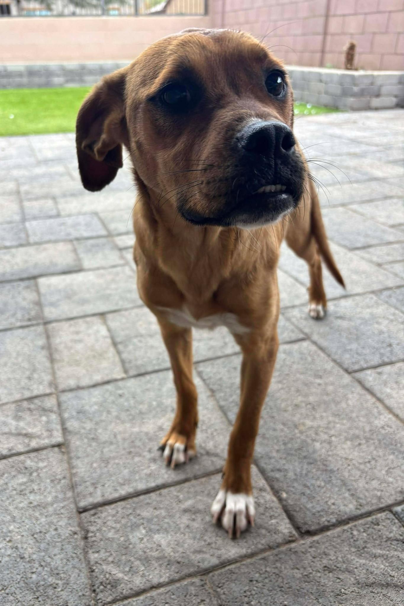 Janice, Adoptable, Young Female Mastiff.