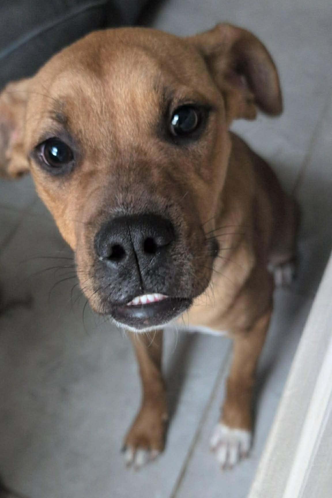 Janice, a Adoptable mixed breed in Mesa, AZ image 2/3