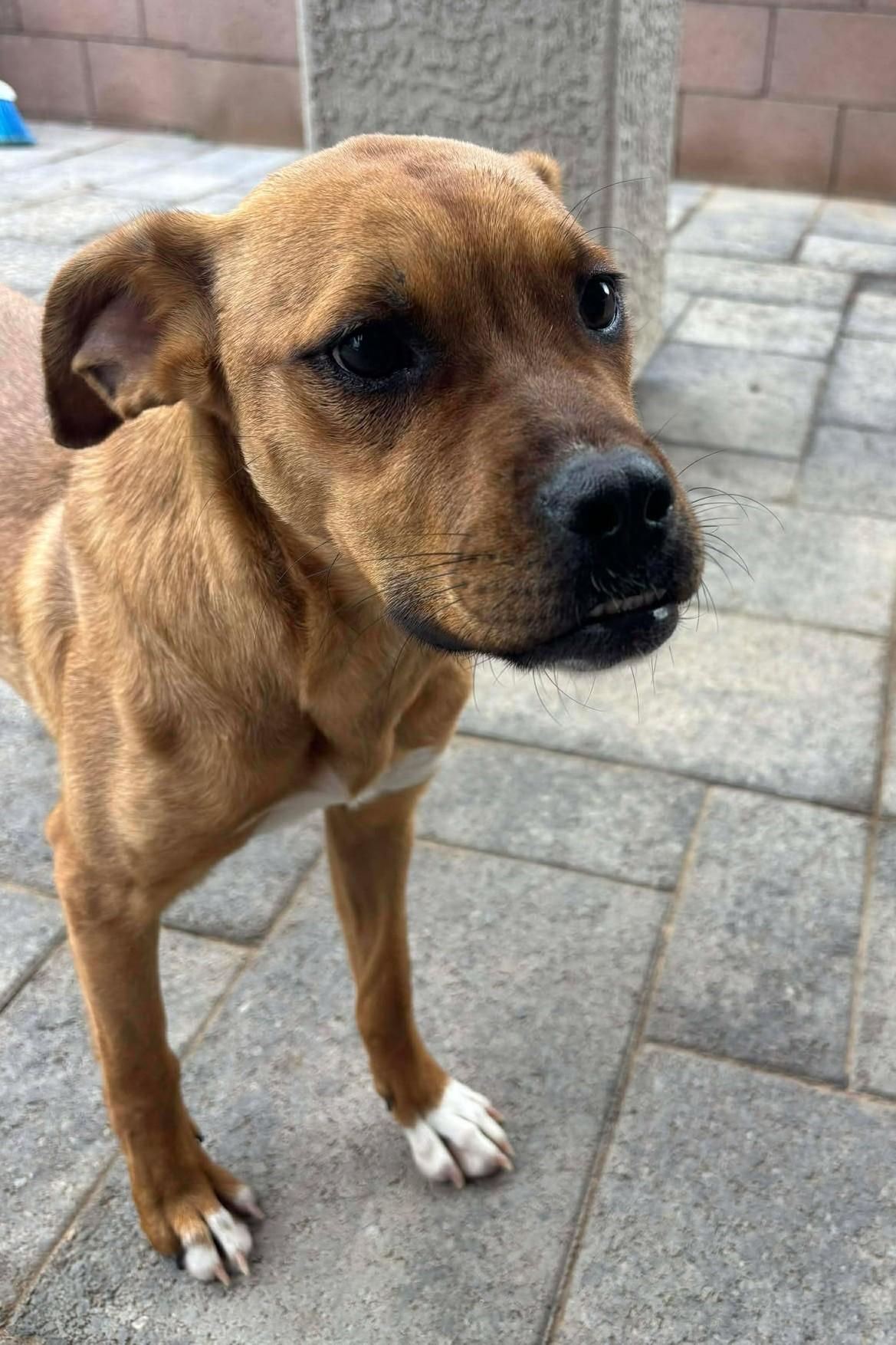 Janice, a Adoptable mixed breed in Mesa, AZ image 3/3