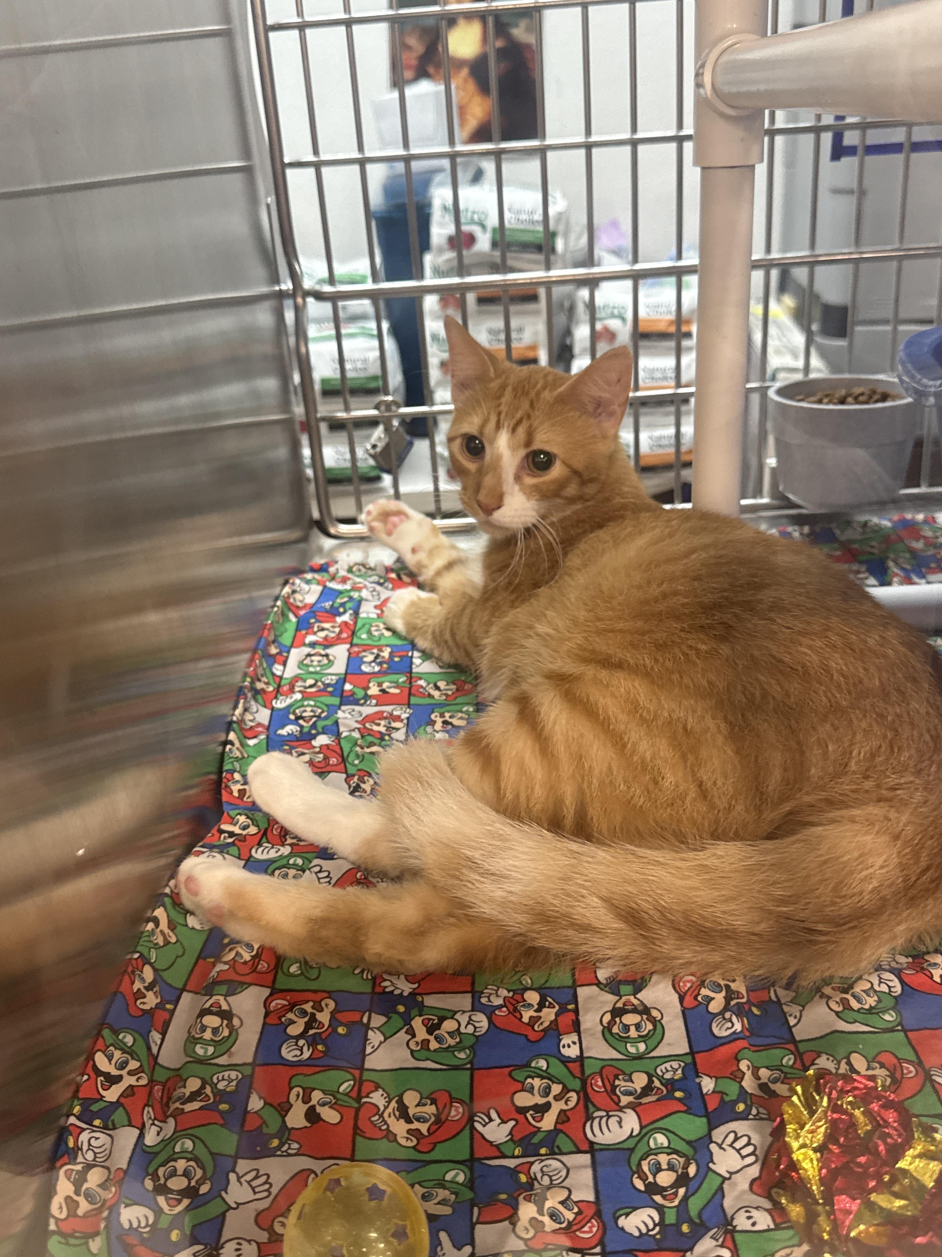 Enlarge Spare Change, a Adoptable Domestic Short Hair in Houston, TX image 1/2