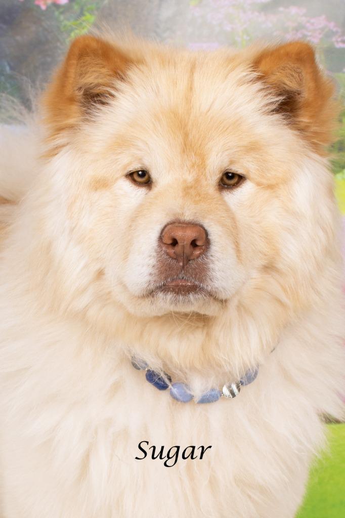 Sugar, Adoptable, Young Female Chow Chow.
