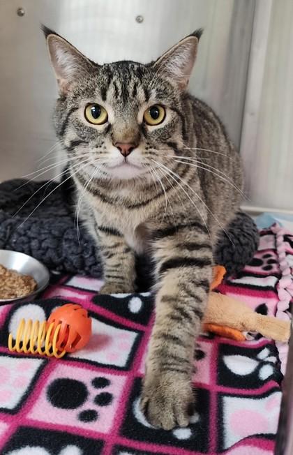 Jane, ADOPTABLE, Adult Female Domestic Short Hair & Tabby.