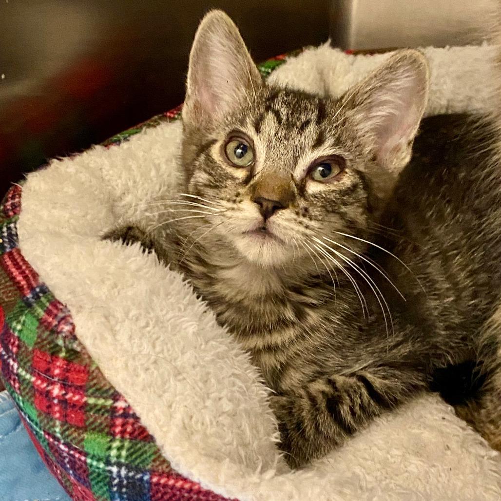 MARTY McFLY, Adoptable, Kitten Male Tabby.