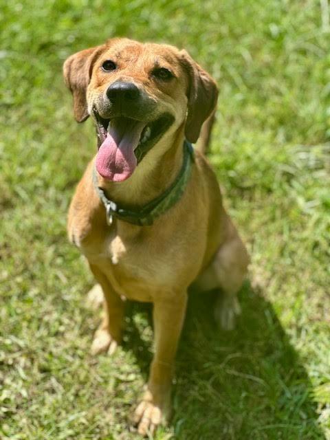 Maybell, a Adoptable mixed breed in Madison, GA image 1/4