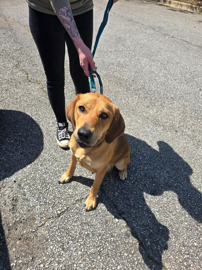 Maybell, Adoptable, Adult Female Labrador Retriever & Hound.