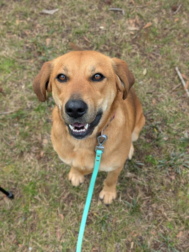 Maybell, Adoptable, Adult Female Labrador Retriever & Hound.