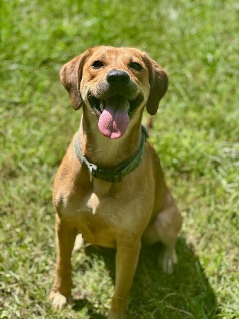 Maybell, a Adoptable mixed breed in Madison, GA image 3/4