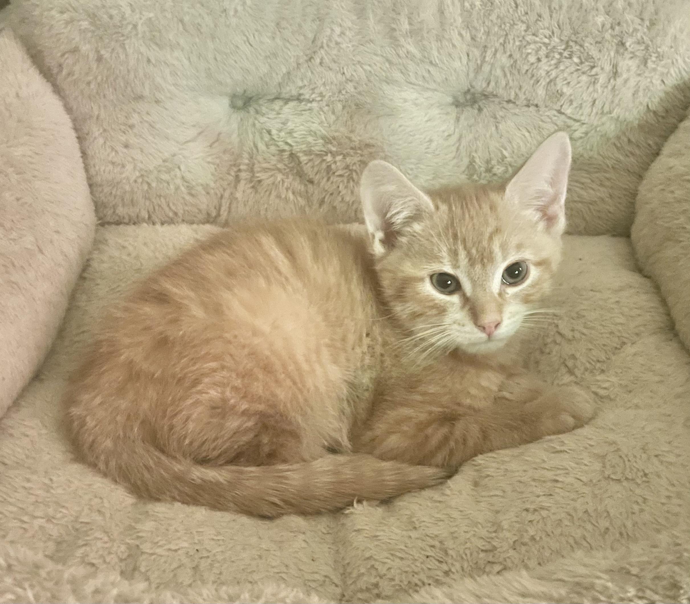 Enlarge Tony, an adopted Domestic Short Hair in Troy, NY image 1/1